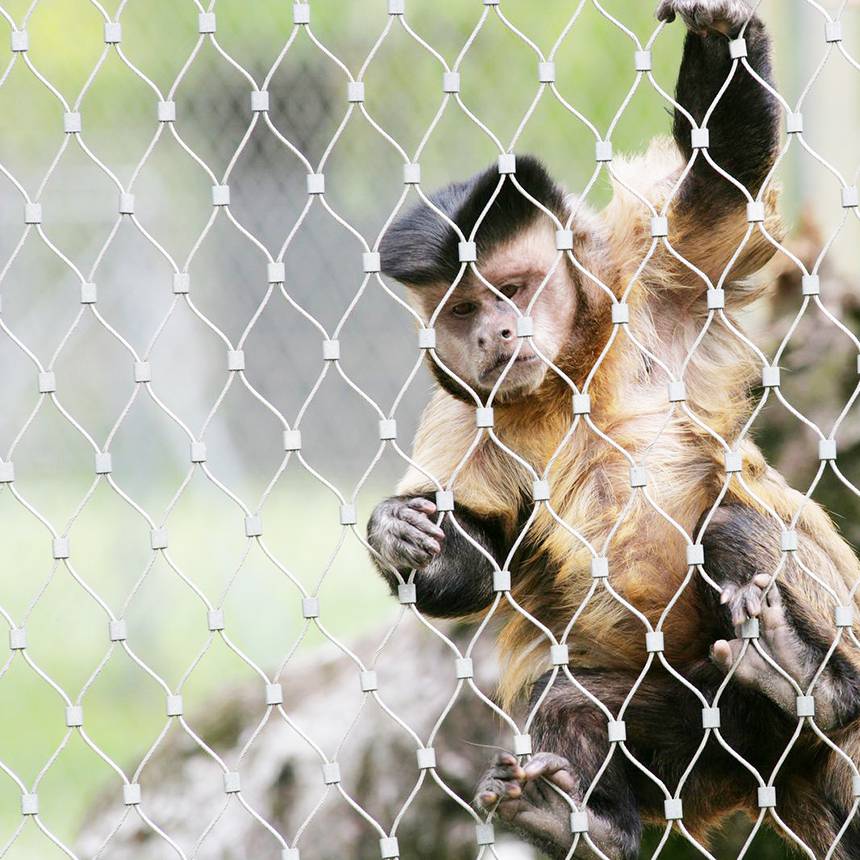 君創(chuàng)動(dòng)物園鋼絲繩網(wǎng)